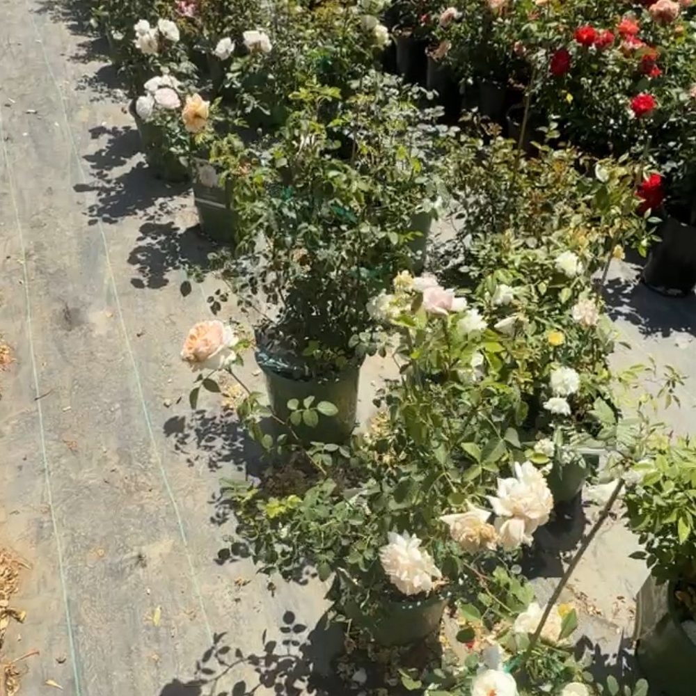 EKT Nursery - They have David Austin 5 gallon roses!! $60 for shrubs and climbers. $120 for standards. They only have about 40-50 of them. - Nurseries & Gardening Near Me - Lakewood, California EKT Nursery - They have David Austin 5 gallon roses!! $60 for shrubs and climbers. $120 for standards. They only have about 40-50 of them. - Nurseries & Gardening Near Me - Lakewood, California