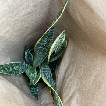 Plant and Pottery Outlet - Snake plant - Nurseries & Gardening Near Me - Sunol, California Plant and Pottery Outlet - Snake plant - Nurseries & Gardening Near Me - Sunol, California