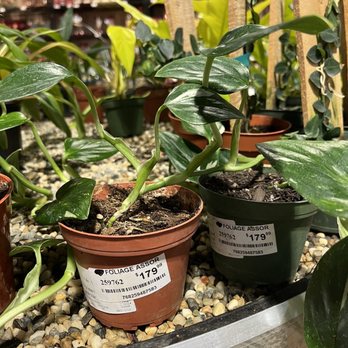 SummerWinds Nursery - Dublin - Rare philodendron monstera variegated ($180) - Nurseries & Gardening Near Me - Dublin, California