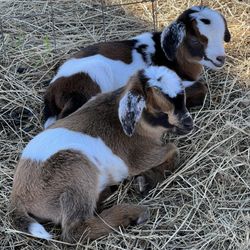 Hill Top Berry Farm Winery & Meadery - Twins!