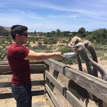 Ostrichland USA - Attraction Farms Near Me - Solvang, California