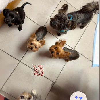Gotham Veterinary Center - Staff Pets =) - Veterinarians Near Me - New York, New York Gotham Veterinary Center - Staff Pets =) - Veterinarians Near Me - New York, New York