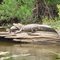 Cajun Pride Swamp Tours