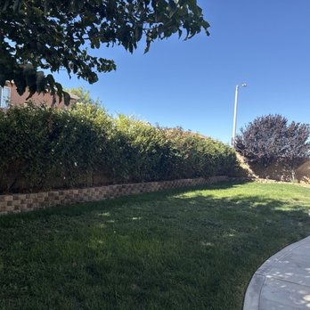 Reyes Gardening & Tree Services - Before rose bushes - Tree Services Near Me Reyes Gardening & Tree Services - Before rose bushes - Tree Services Near Me