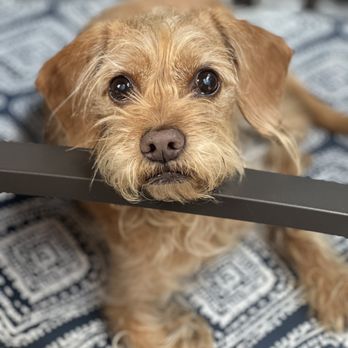 Eye Care for Animals - Pasadena - Veterinarians Near Me - Pasadena, California Eye Care for Animals - Pasadena - Veterinarians Near Me - Pasadena, California