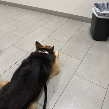 ARISE Veterinary Center - Waiting - Veterinarians Near Me - Queen Creek, Arizona