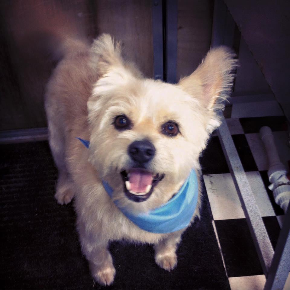 WHISKERS TO TAIL MOBILE DOG GROOMING Updated August 2024 28 Photos