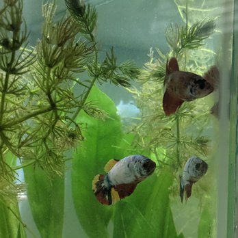 Coast Gem USA - Aquarium Services Near Me - National City, California