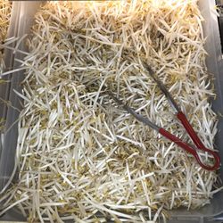 August Chinese Supermarket - Mung bean sprouts.