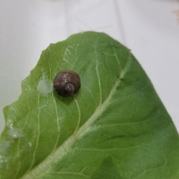 The Root Cafe - A snail on my salad... - Cafes Near Me - Little Rock, Arkansas The Root Cafe - A snail on my salad... - Cafes Near Me - Little Rock, Arkansas