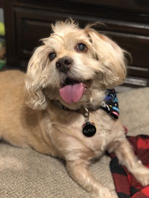 Zippivet 24 Photos 94 Reviews Veterinarians 221 S Lamar Blvd Austin Tx United States Phone Number