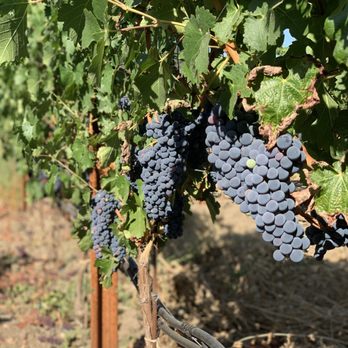 Brix - Grapes on the vine - New American Near Me - Napa, California