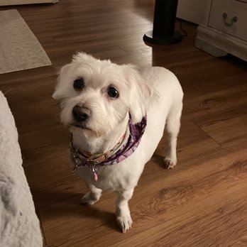 Pet Salon - Buttons after grooming. - Pet Groomers Near Me - Mentone, California
