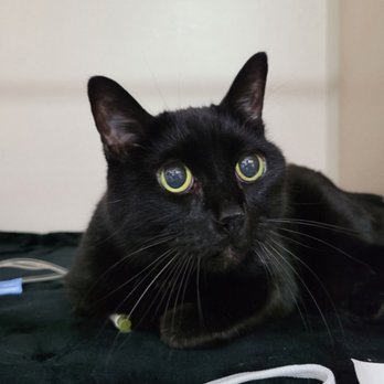 TrueCare for pets - Sabrina recovering - Veterinarians Near Me - Studio City, California TrueCare for pets - Sabrina recovering - Veterinarians Near Me - Studio City, California