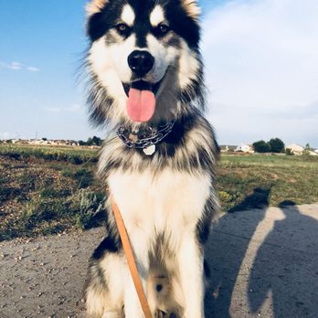 Doggie Dude Ranch - Pet Boarding Near Me - Colorado Springs, Colorado Doggie Dude Ranch - Pet Boarding Near Me - Colorado Springs, Colorado