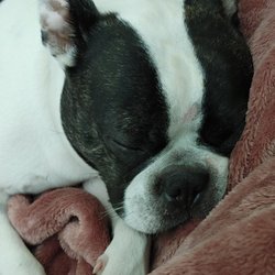 Vega Investments - My sweet little boy. Picture of my service dog.