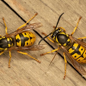 Blue Pest Control - Yellow jackets - Pest Control Near Me Blue Pest Control - Yellow jackets - Pest Control Near Me