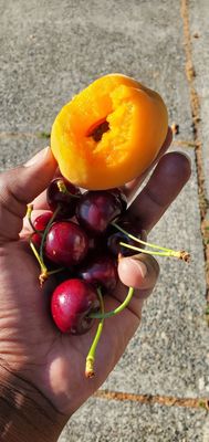 Wallingford Farmers Market by null