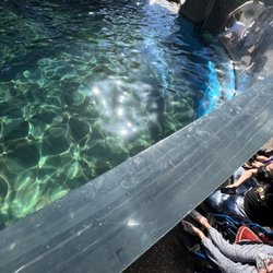Dolphin Nursery