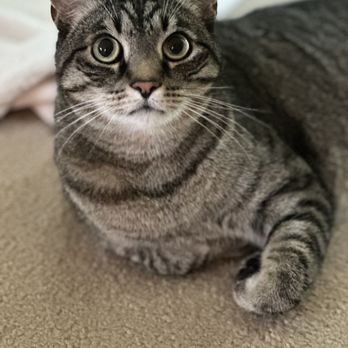 Naperville's Best Cat Sitting - Pet Sitting Near Me - Naperville, Illinois Naperville's Best Cat Sitting - Pet Sitting Near Me - Naperville, Illinois