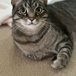Naperville's Best Cat Sitting