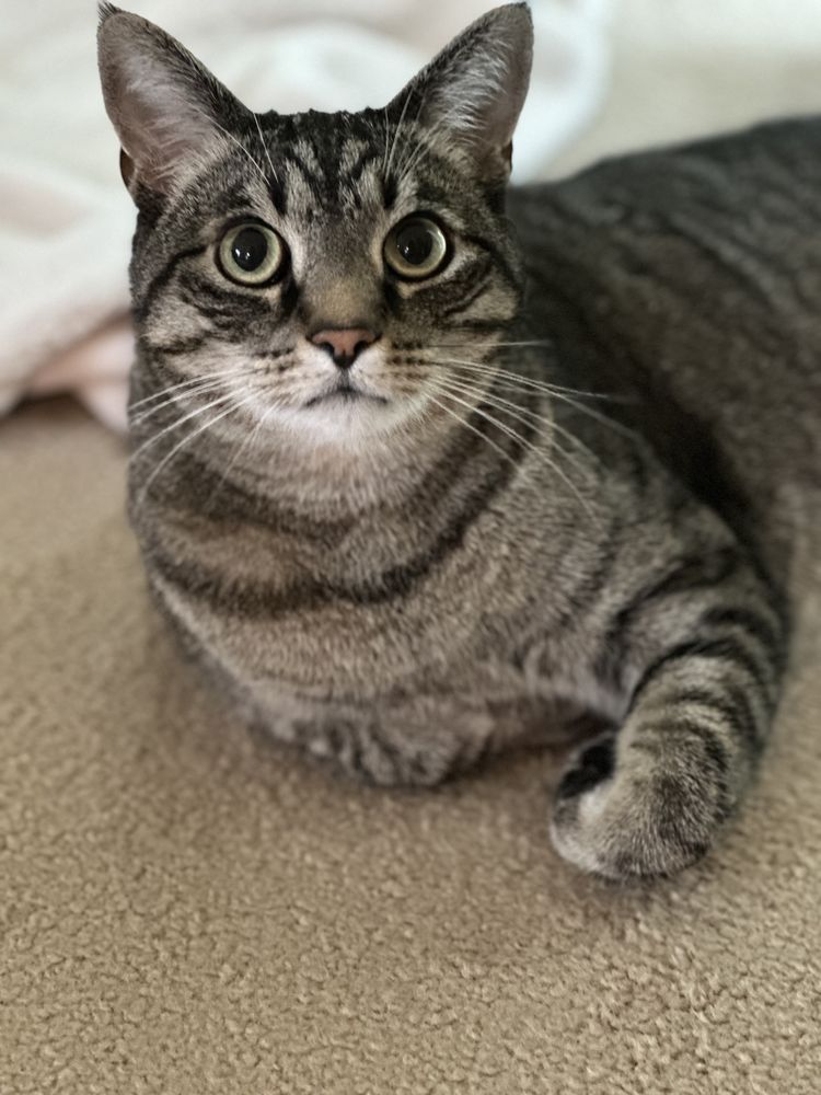 Naperville's Best Cat Sitting - pet boarding facility in Naperville, IL