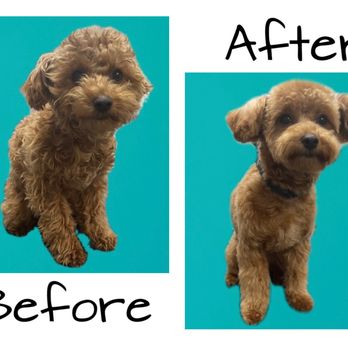 Sudz N Kisses - Pet Groomers Near Me Sudz N Kisses - Pet Groomers Near Me