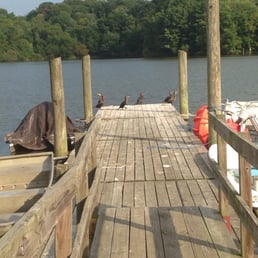 Pelicans on the dock