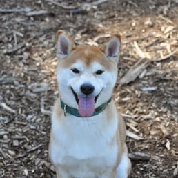 My boy enjoying the off leash field at Canine Comfort Corner.