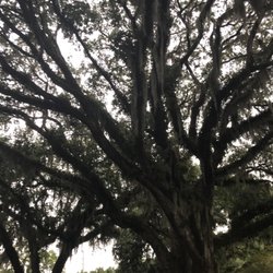 Food Lion - Pretty trees.