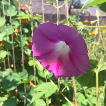 Wild Flour Bread - Beautiful flowers in their garden - Bakeries Near Me - Freestone, California Wild Flour Bread - Beautiful flowers in their garden - Bakeries Near Me - Freestone, California