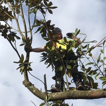 Shy Tree - Tree Services Near Me Shy Tree - Tree Services Near Me
