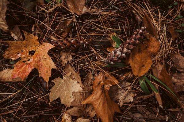 Gather Greene by null