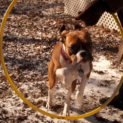 The Paws Applause Dog Training - Duke being taught how to appropriately jump
