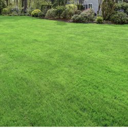 Zoysia Sod Zorro Zoysiagrass (per sq. ft.)
Start with our great soil. Low-maintenance sod ideal for full sun exposure
Fine, s...