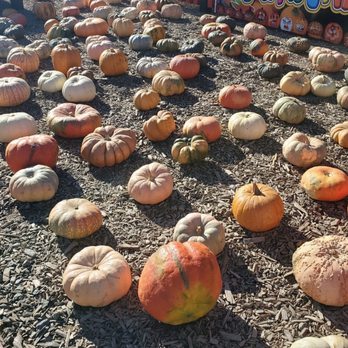 Dell'Osso Family Farm - Pumpkin patch - Pumpkin Patches Near Me - Lathrop, California Dell'Osso Family Farm - Pumpkin patch - Pumpkin Patches Near Me - Lathrop, California