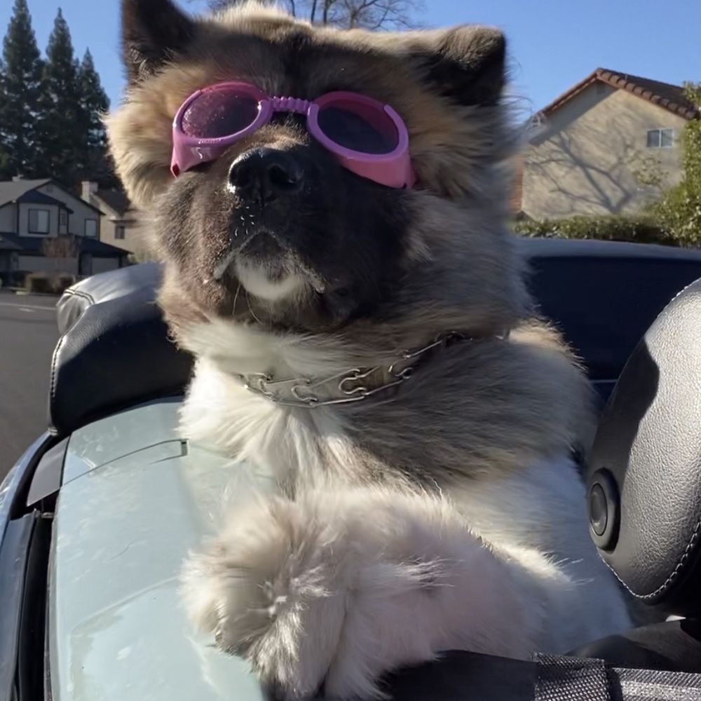 Auto Haven - Coconut enjoying her car after Auto Haven repaired it! - Auto Repair Near Me - Roseville, California Auto Haven - Coconut enjoying her car after Auto Haven repaired it! - Auto Repair Near Me - Roseville, California