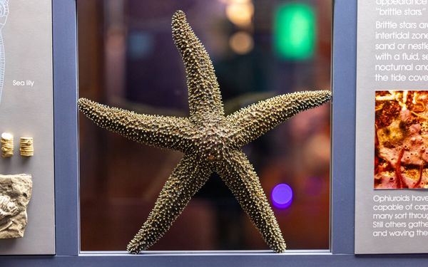 Santa Barbara Museum of Natural History by null