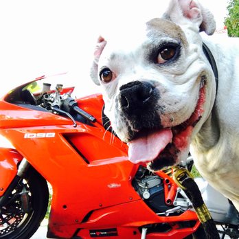 WeHounds - Dog Walkers Near Me - West Hollywood, California