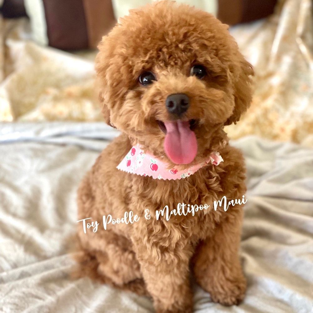 Toy Poodle & Maltipoo Maui
