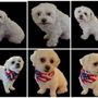 Photo of Poppin' Collars Dog Grooming