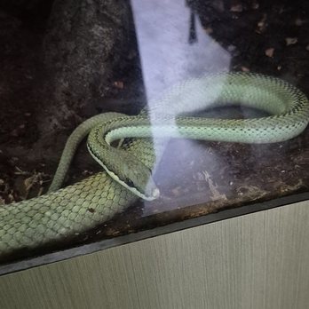 Vancouver Aquarium - Snake - Aquariums Near Me - Vancouver, British Columbia Vancouver Aquarium - Snake - Aquariums Near Me - Vancouver, British Columbia