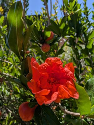 Chamizal National Memorial by null