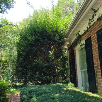 Tap Root Tree Specialists - Before trimming away from the house. - Tree Services Near Me Tap Root Tree Specialists - Before trimming away from the house. - Tree Services Near Me