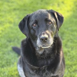 Animal Medical Center - My Buddy