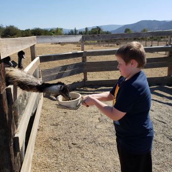 Ostrichland USA - Attraction Farms Near Me - Solvang, California Ostrichland USA - Attraction Farms Near Me - Solvang, California