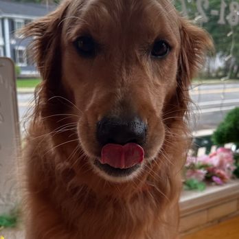 Fetch It - Pet Stores Near Me - Bedford, Massachusetts