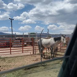 Verde Valley Fairgrounds - Pony!!!