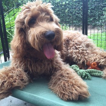 Shadow Mountain Labradoodles - Pet Breeders Near Me Shadow Mountain Labradoodles - Pet Breeders Near Me