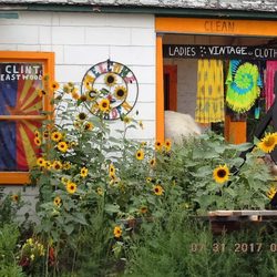 Rt 66 Hippie Cricket - The flowers are loving the rain!